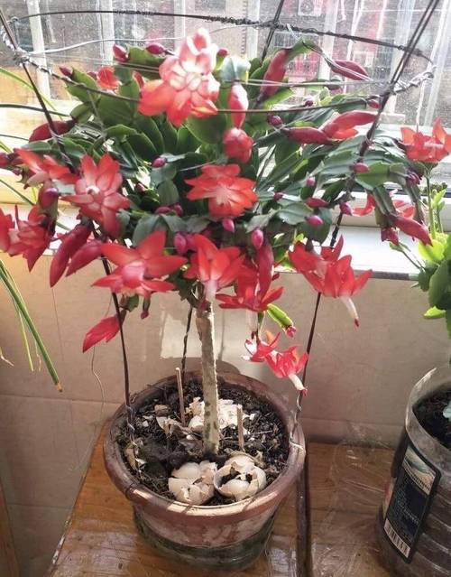 煮熟的鸡蛋壳可以做花肥吗?