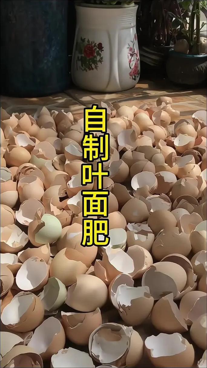 鸡蛋壳能做花肥吗?