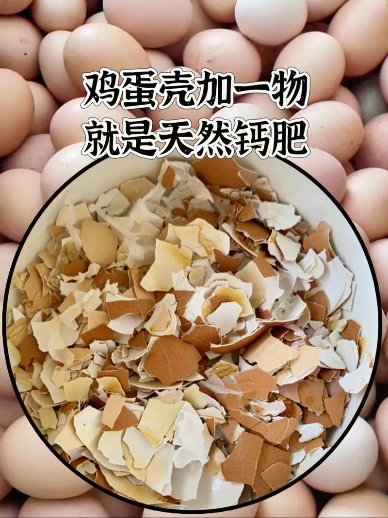 鸡蛋壳可以做花肥吗