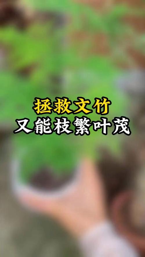 文竹茎叶发黄还有救吗?要怎么拯救呢?