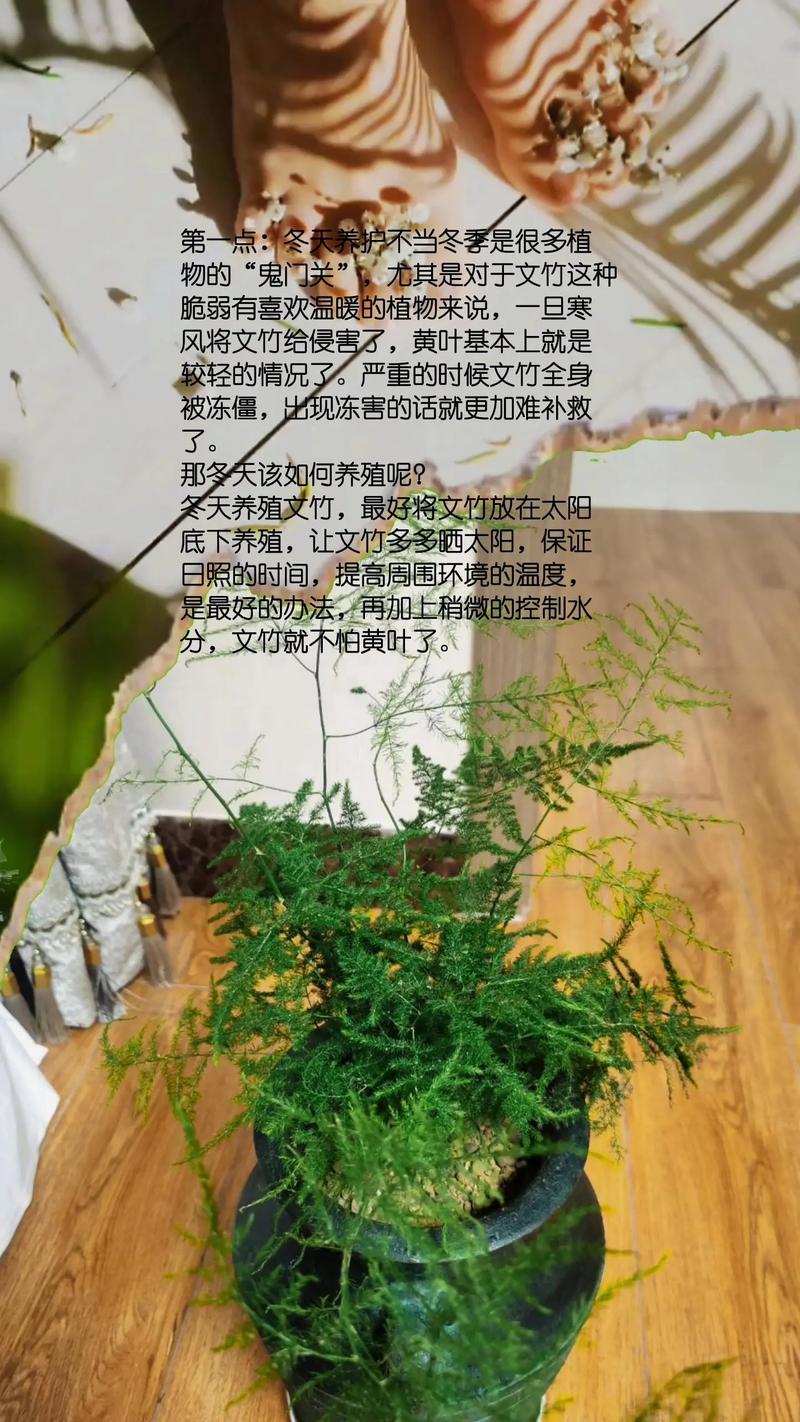 文竹根部发黄怎么办?
