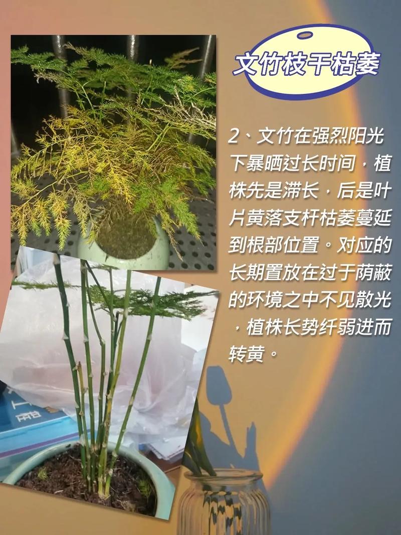 文竹根茎发黄怎么挽救,枝叶发黄怎么办