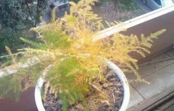文竹根茎部发黄什么原因,如何处理