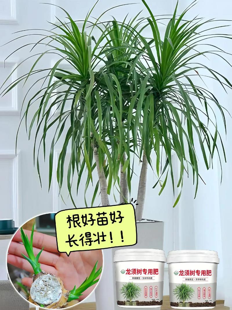 龙须兰杆叶子发黄干枯了咋办龙须兰杆叶子发黄干枯了如何处理