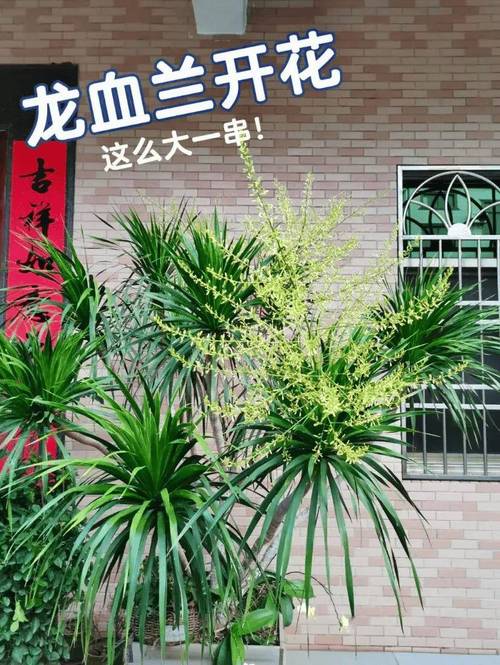 龙须兰叶子变黄了怎么办?