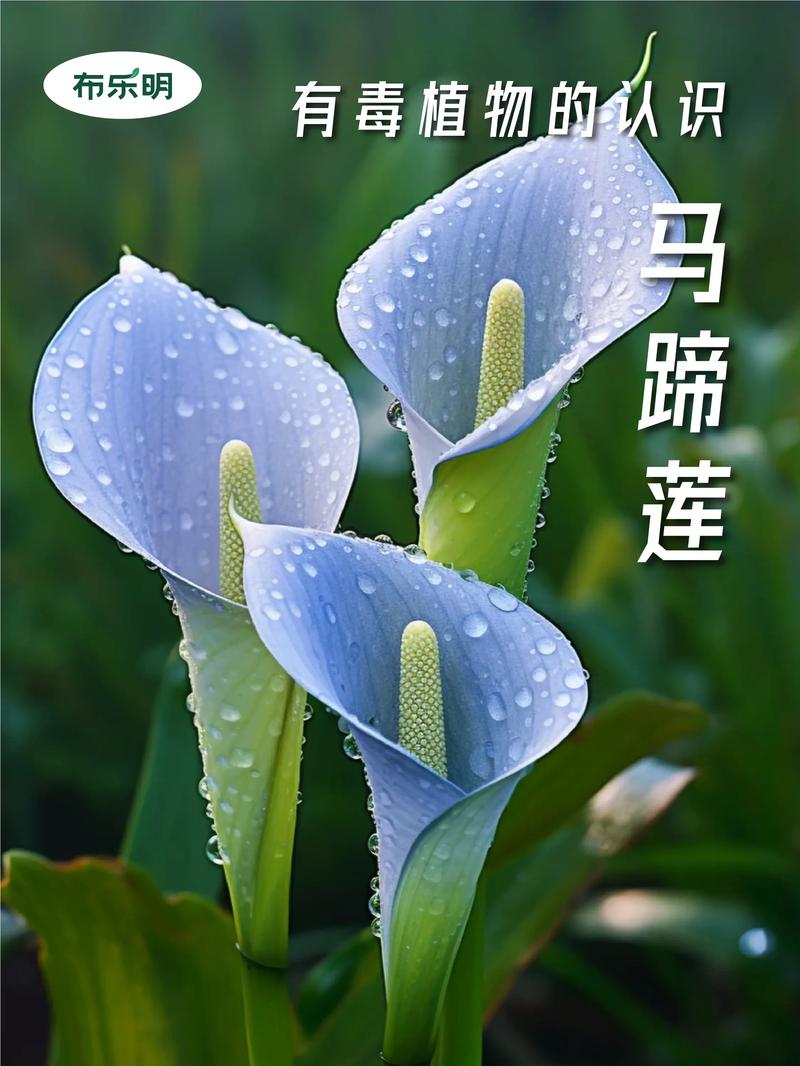 马蹄莲为什么不开花