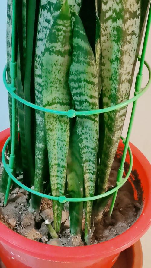 虎皮兰怎么浇水,新栽的虎皮兰要浇水吗