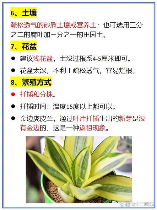 虎皮兰浇水的方法