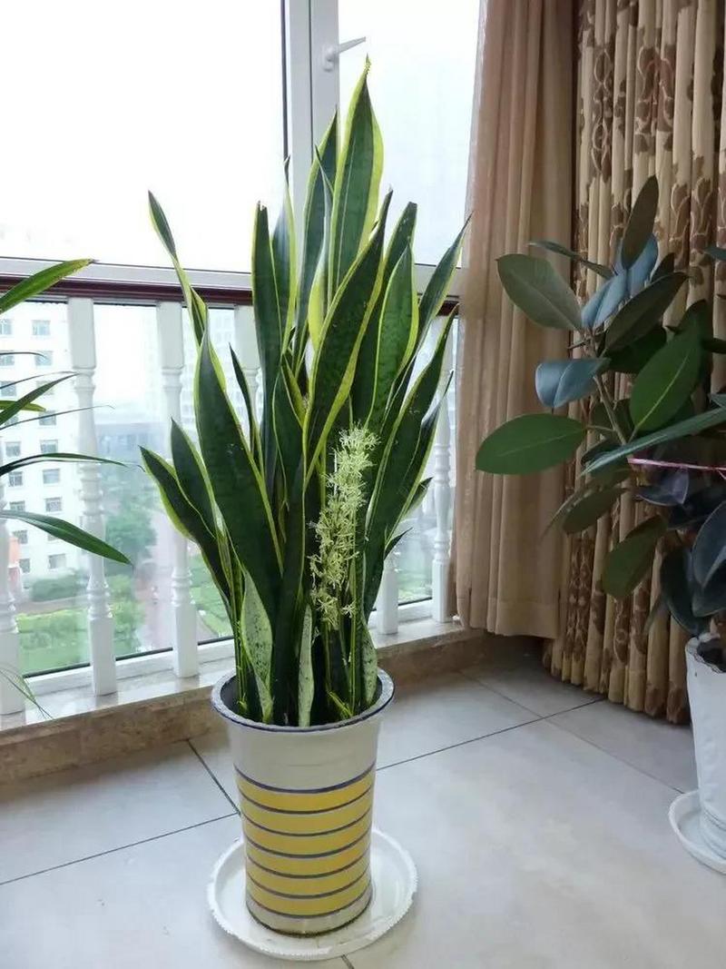 怎么判断虎皮兰缺水,如何正确浇水