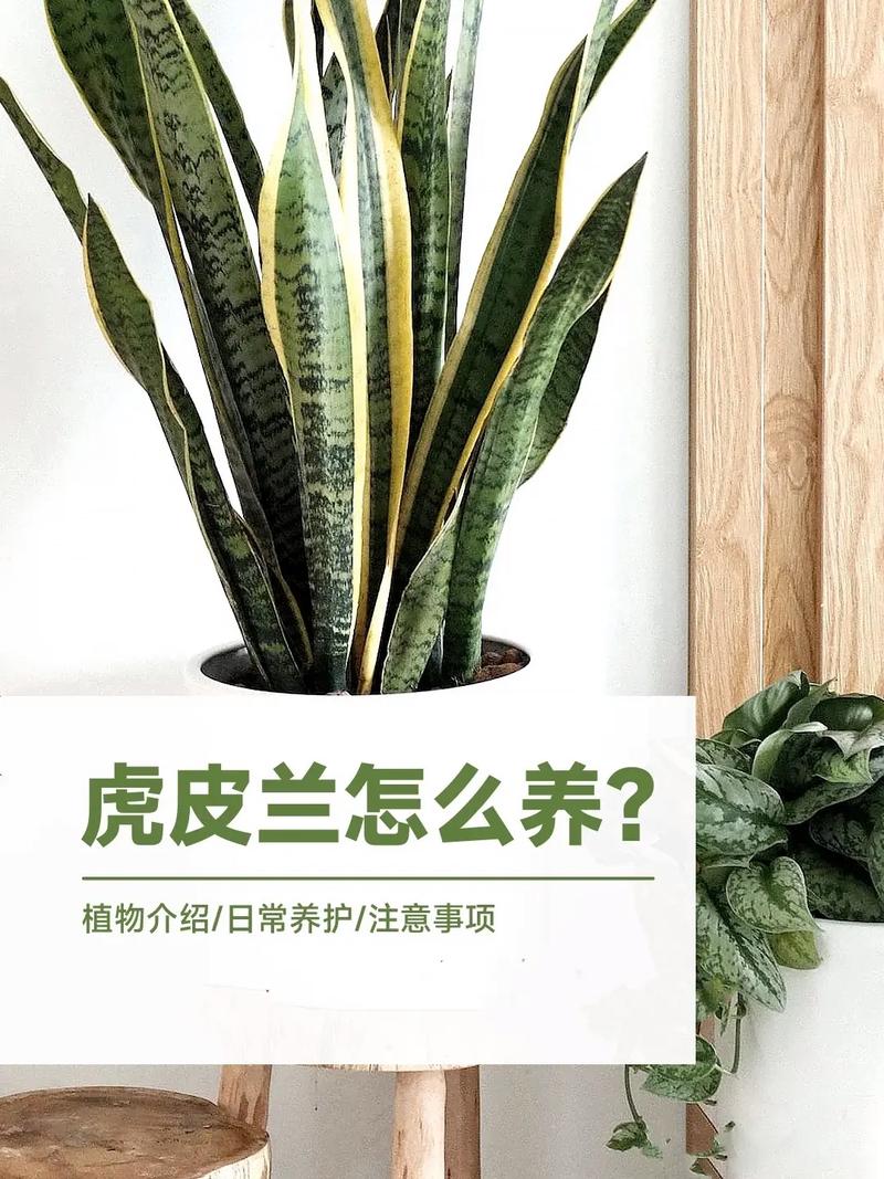虎皮兰怎么养护与浇水