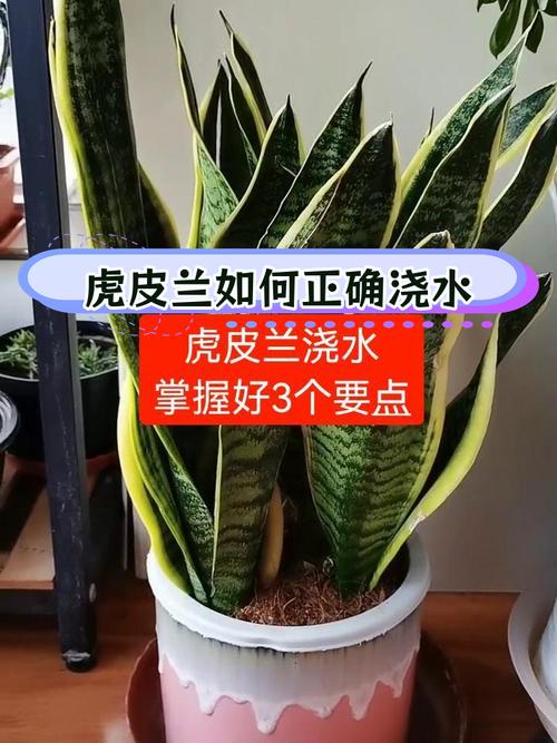 虎皮兰浇水的正确方法