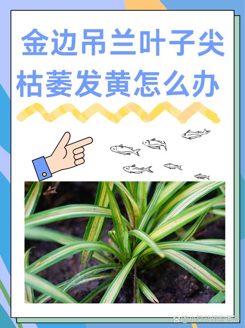 吊兰叶子尖端枯萎干枯、发黄怎么办