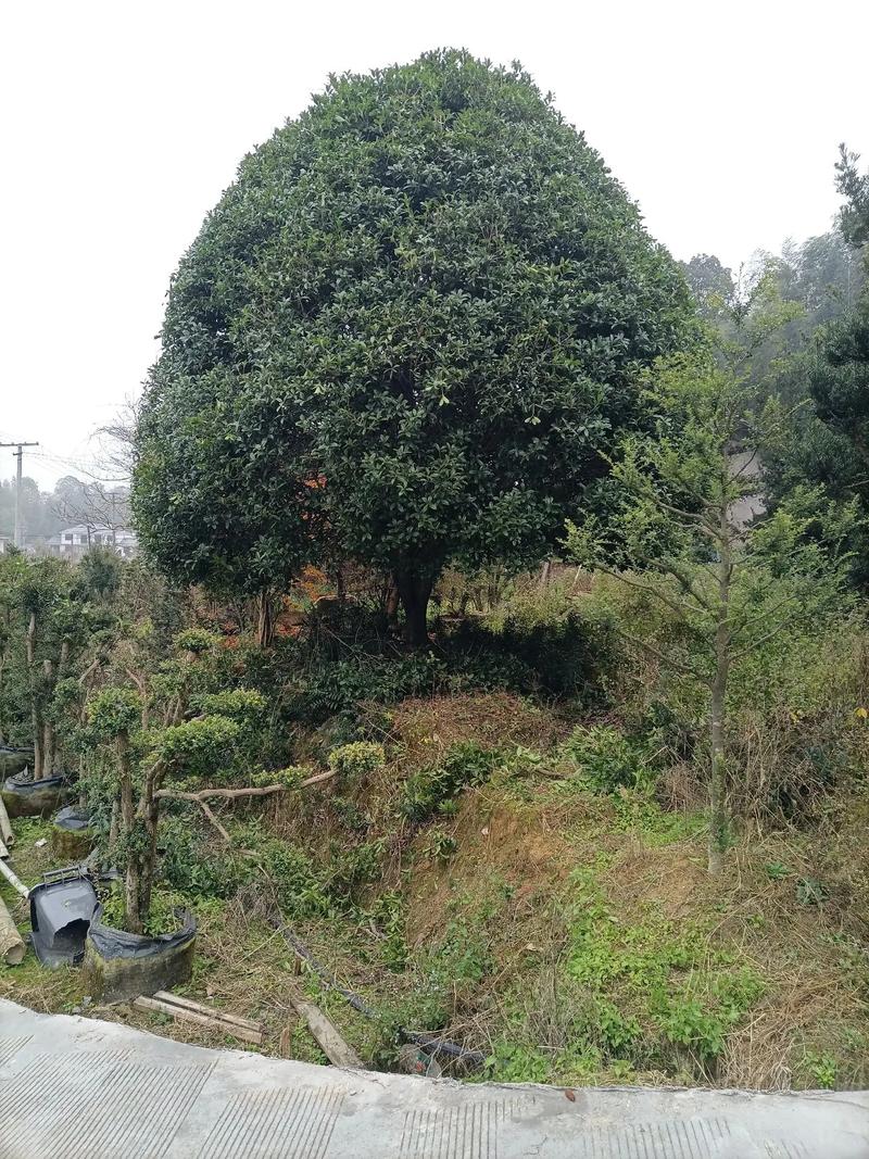 桂花树可以锯断吗?