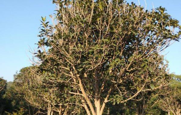 桂花树主干锯断会死吗
