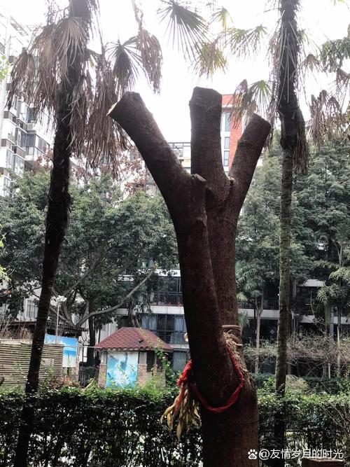 桂花树主干可以锯断吗