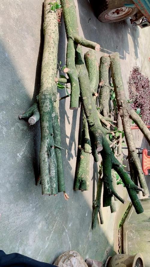 桂花树主干可以锯断吗?