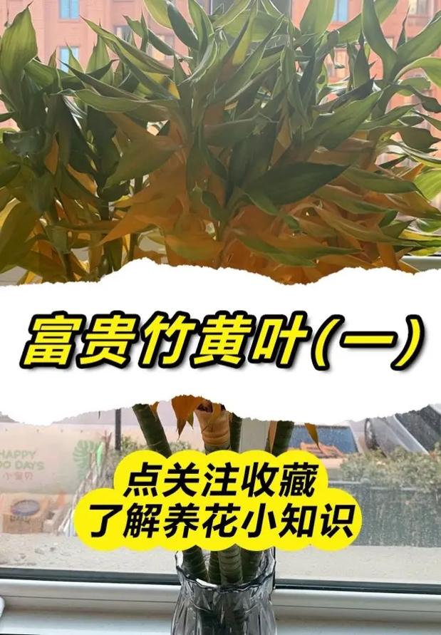 水养富贵竹叶子发黄枯萎怎么救