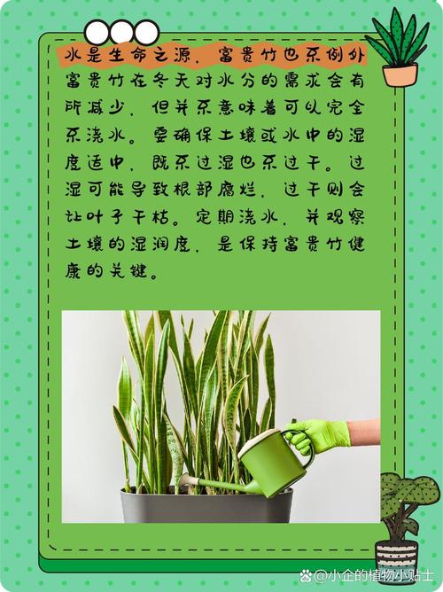 富贵竹叶子枯萎怎么办富贵竹叶子枯萎咋办