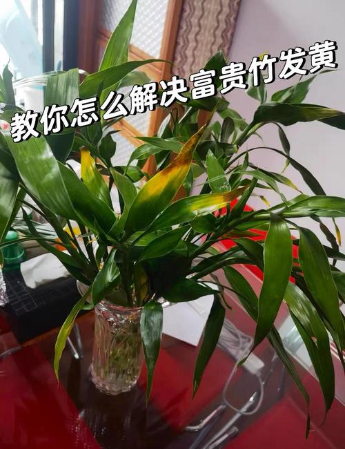 富贵竹叶子发黄干枯是什么原因
