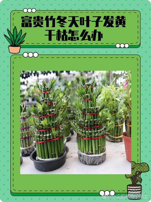 富贵竹的叶子枯萎了怎么办?