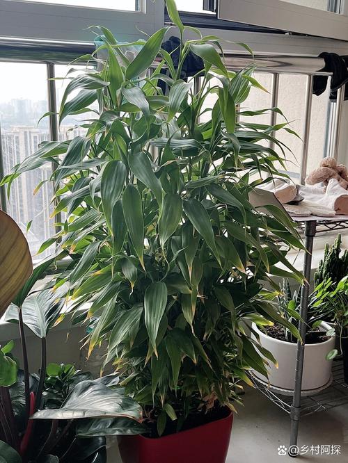 富贵竹叶发黄怎么治疗,叶子枯萎怎么办