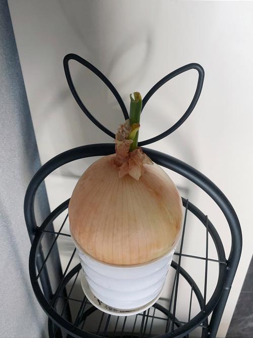 和洋葱一样的植物养在家里叫什么?