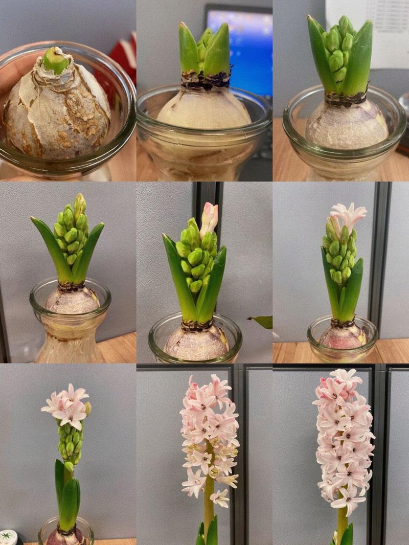 风信子和洋葱的区别
