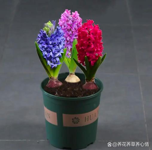 风信子:你才是洋葱