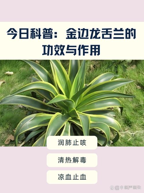 龙舌兰的主要病虫害及其防治方法