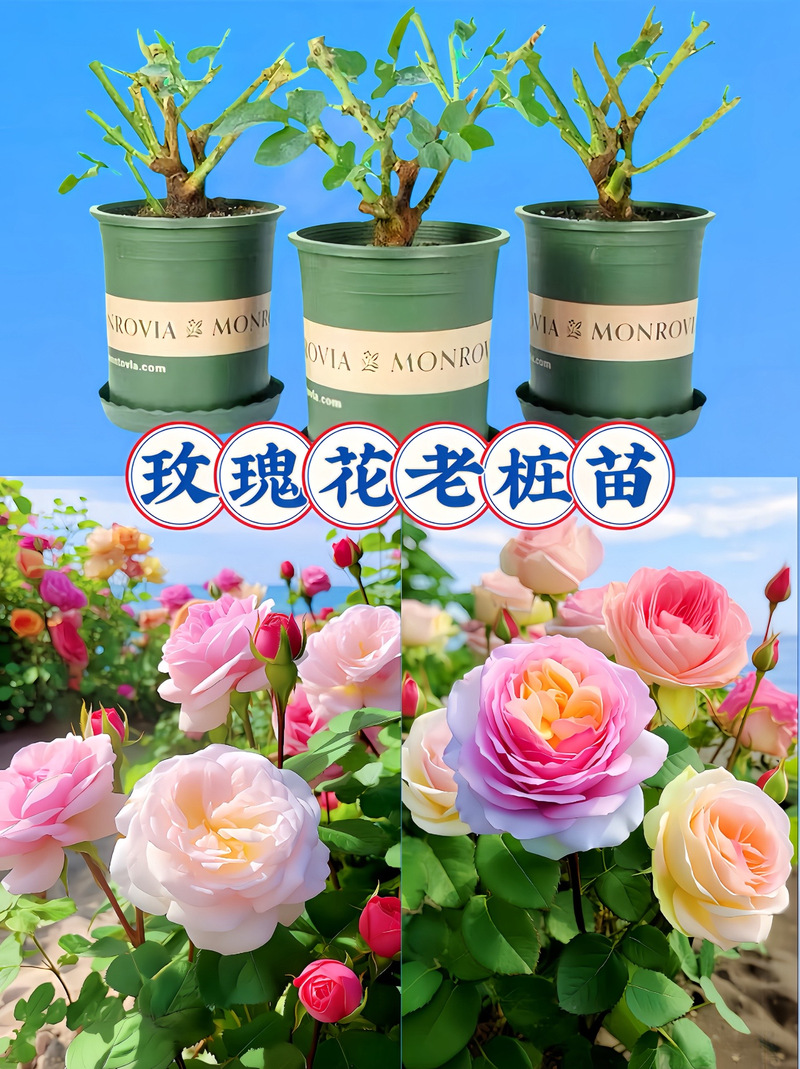 玫瑰几天浇一次水比较好