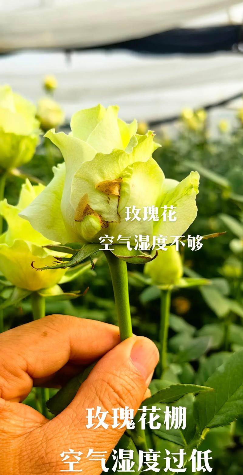 玫瑰花几天浇一次水