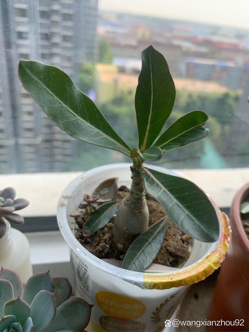 玫瑰多少浇一次水