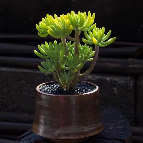 多肉植物能净化空气吗?