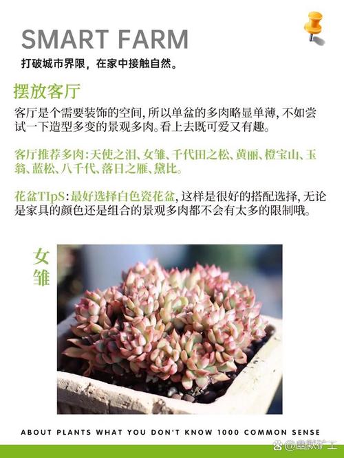 哪些多肉可以净化空气
