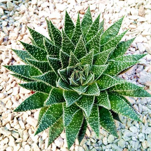 多肉植物能净化空气吗(卧室放什么多肉植物可以净化空气)