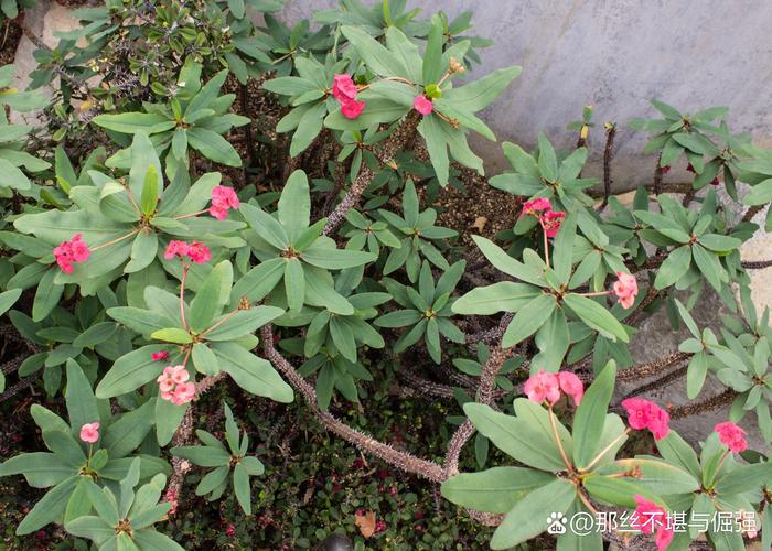 虎刺梅的病虫害防治