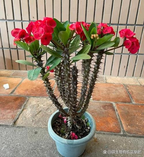 虎刺梅有什么病害?