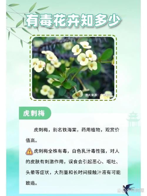 虎刺梅有什么病害