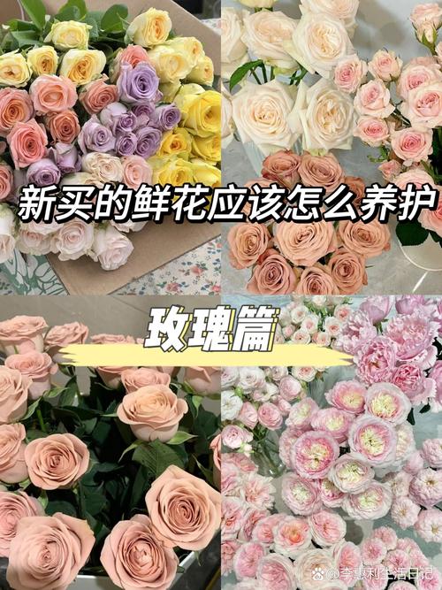 刚买回来的花怎么养活