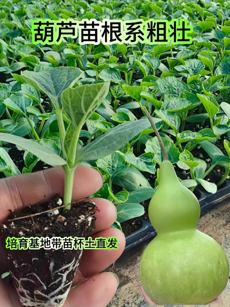 葫芦的生长过程