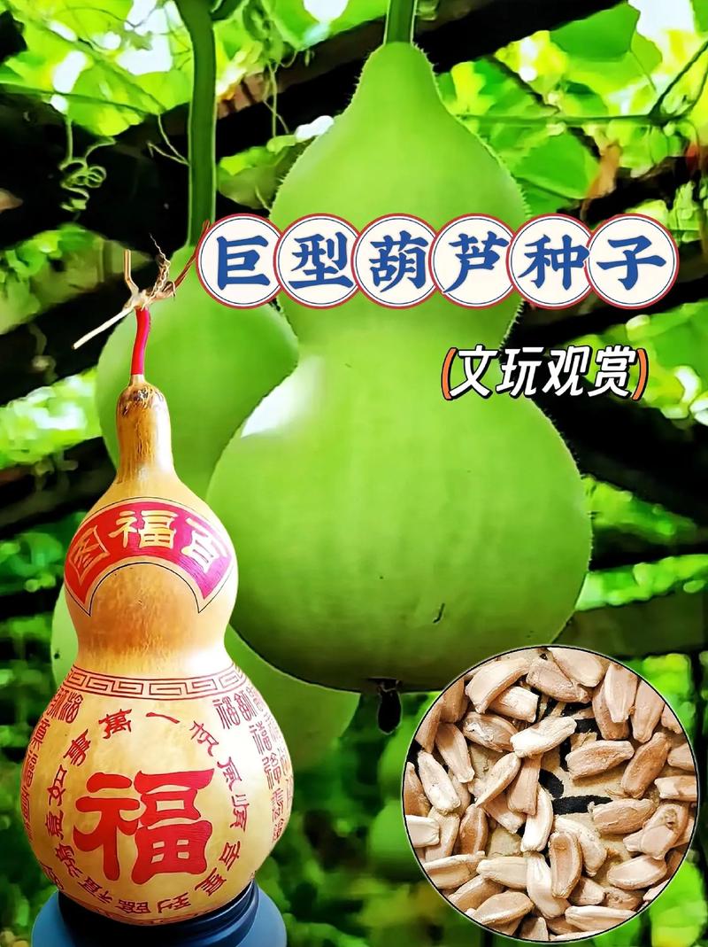 葫芦的生长顺序