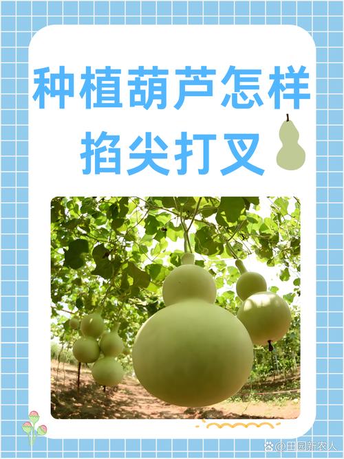葫芦的生长顺序是什么?