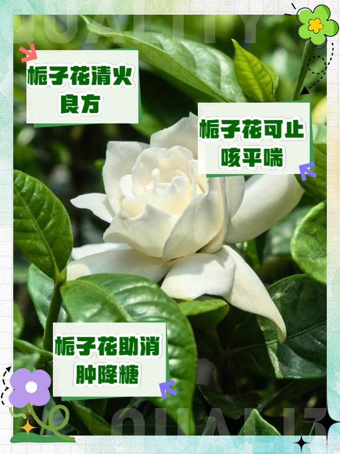 栀子花的功效与作用
