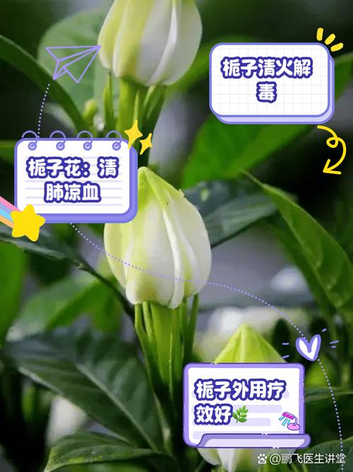 栀子花的功效和作用,栀子可以用来泡水喝吗