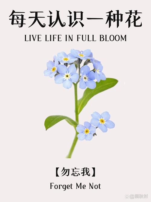 如何养勿忘我