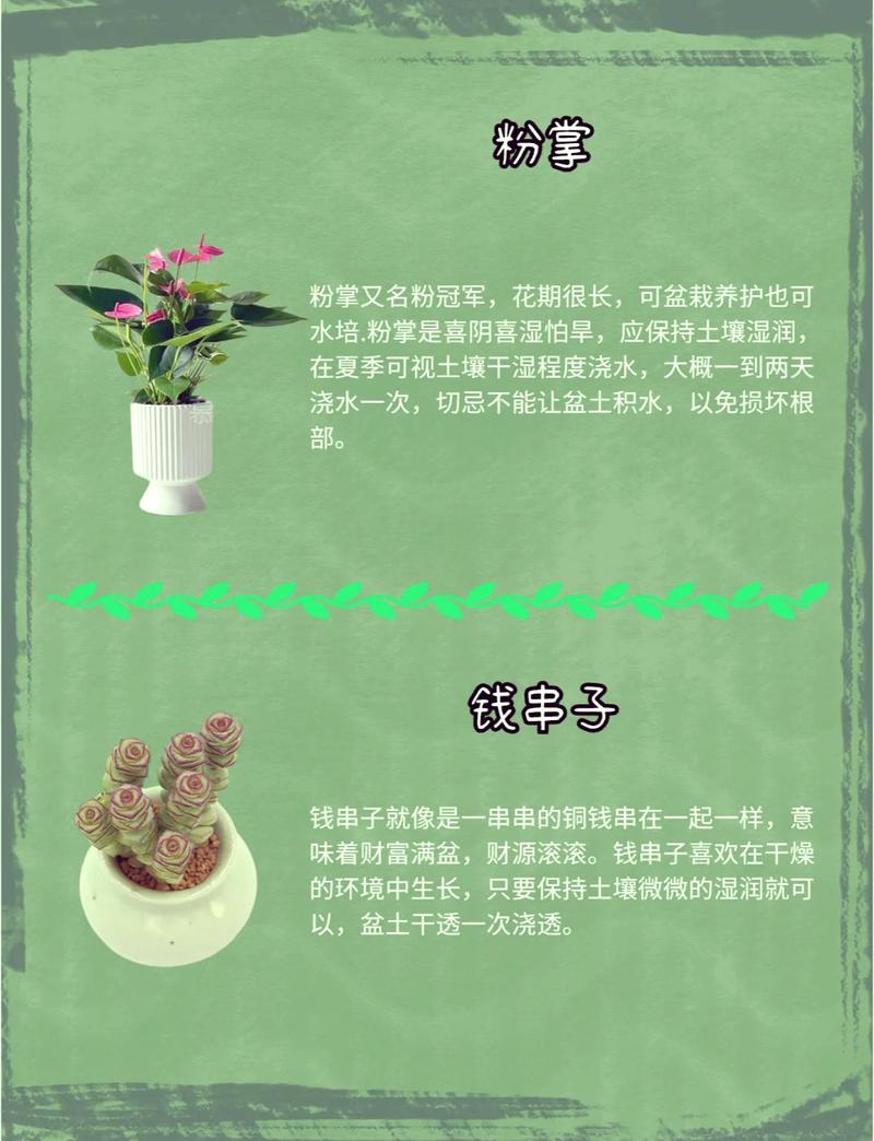 勿忘我的养殖方法和注意事项