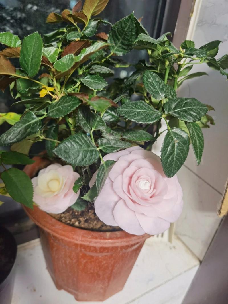 玫瑰不开花的原因是什么?
