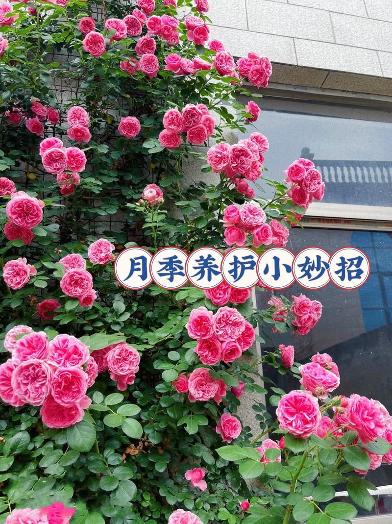 玫瑰只长叶子不开花是什么原因及解决办法