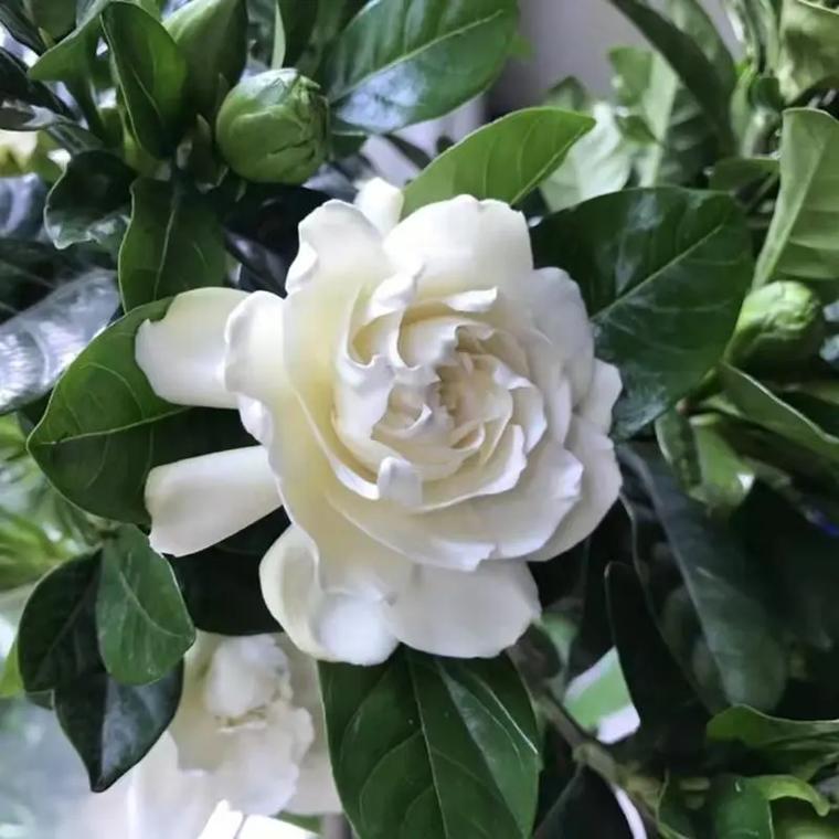牡丹栀子花的养殖方法和注意事项