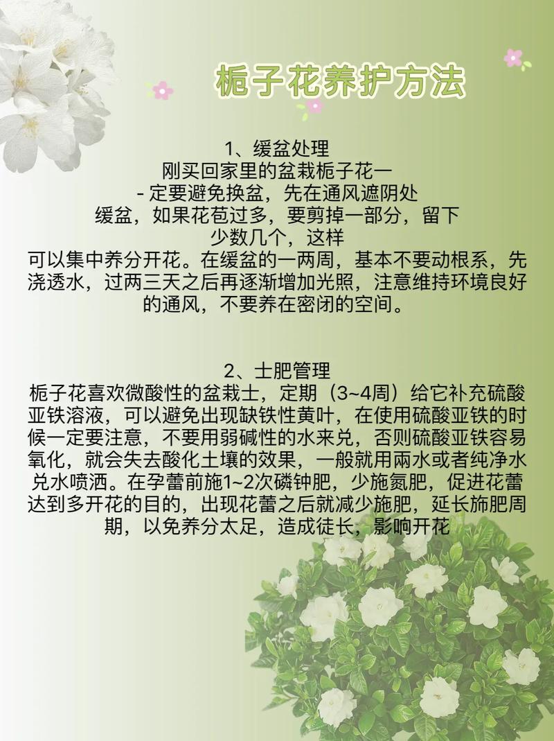 牡丹栀子花的栽培方法如何养牡丹栀子花?